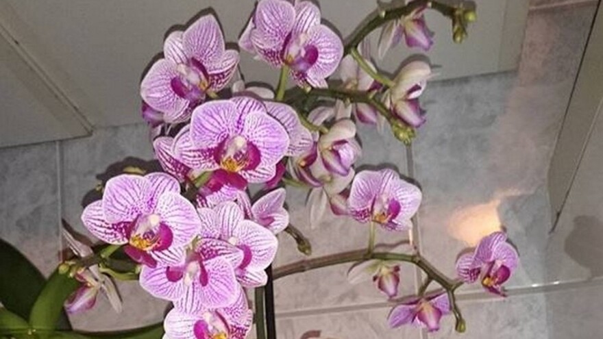 Flora Centrum Mundi 2014.