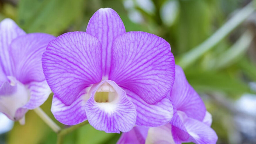 Kako uzgojiti orhideje, cvijeće raskošnih cvjetova?