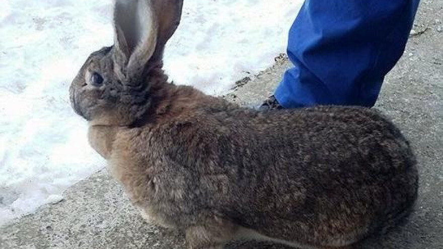 Za i protiv Belgijskog orijaša