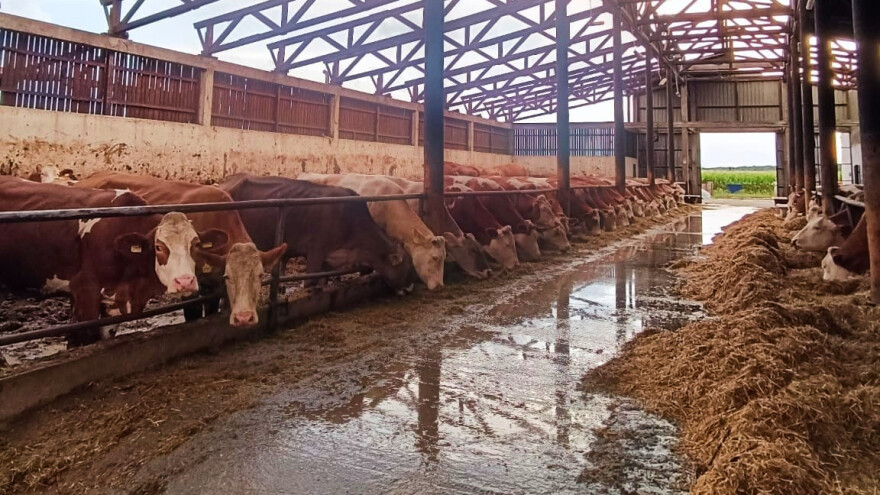 Krave nakon nevremena mogu davati manje mlijeka - kako im pomoći?