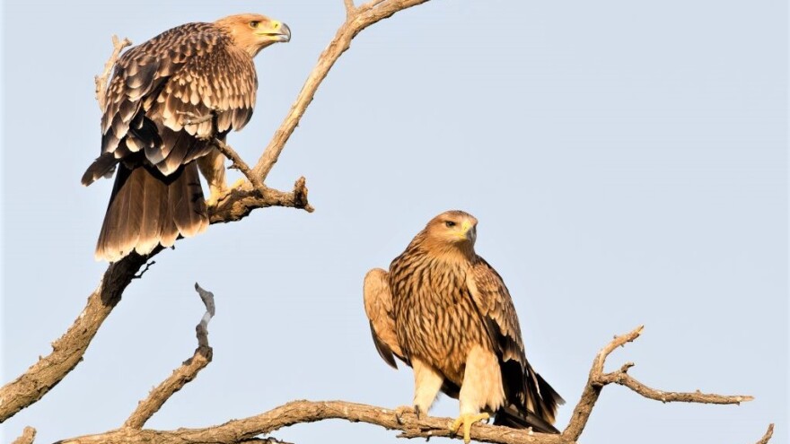 Vraćaju se orlovi krstaši!