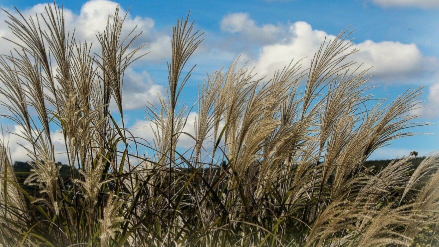 Miskantus - energetska trska pogodna za komercijalni uzgoj