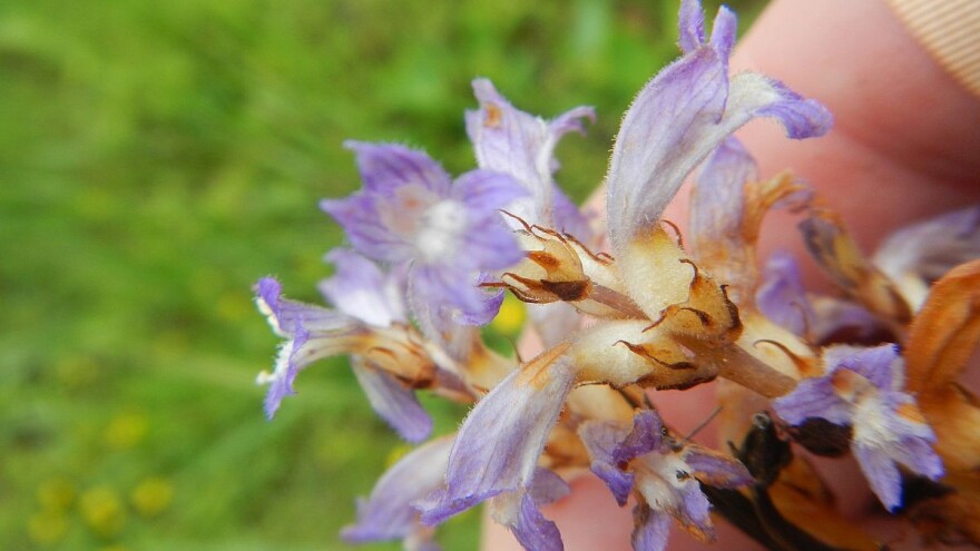 Volovod - najčešći parazit duhana