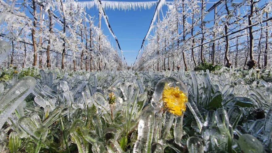 Voćnjak brane orošavanjem: zasad uspješno, iako su minusi nemilosrdni