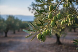 Orošavanjem spasio masline od suše i toplinskih udara