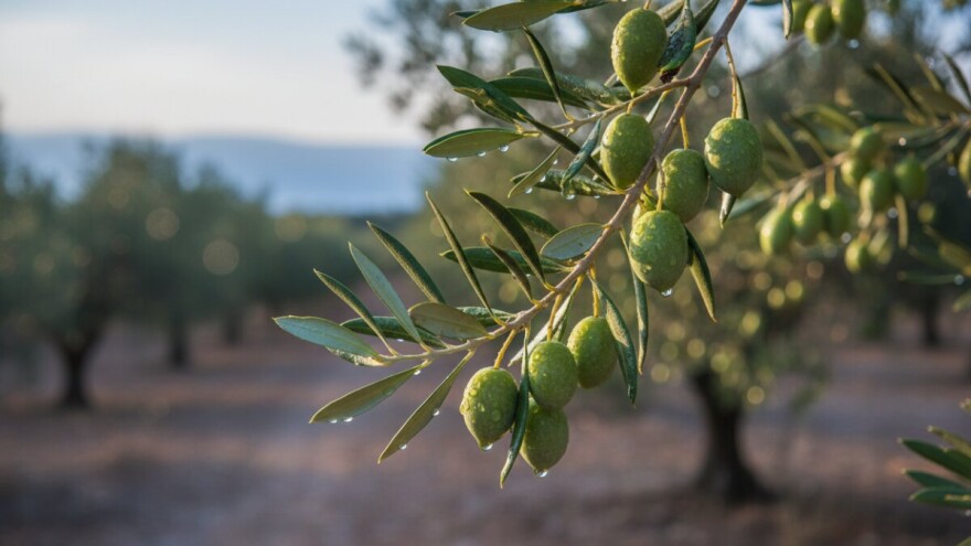 Orošavanjem spasio masline od suše i toplinskih udara