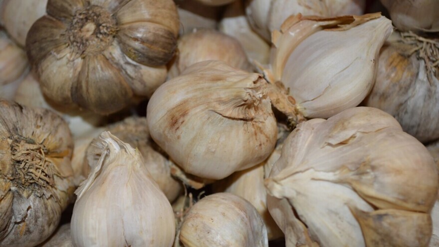 Prolećni beli luk - kada i kako se sadi