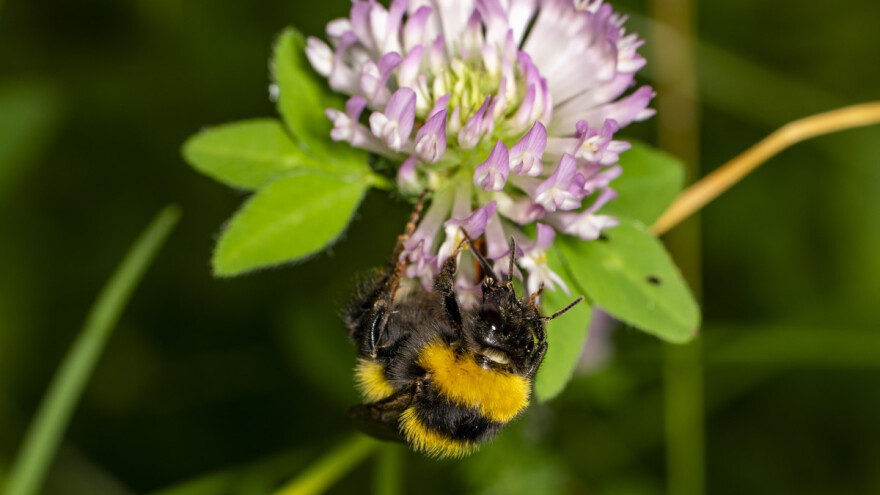 Šta se događa sa bumbarima koji izleću sve ranije?
