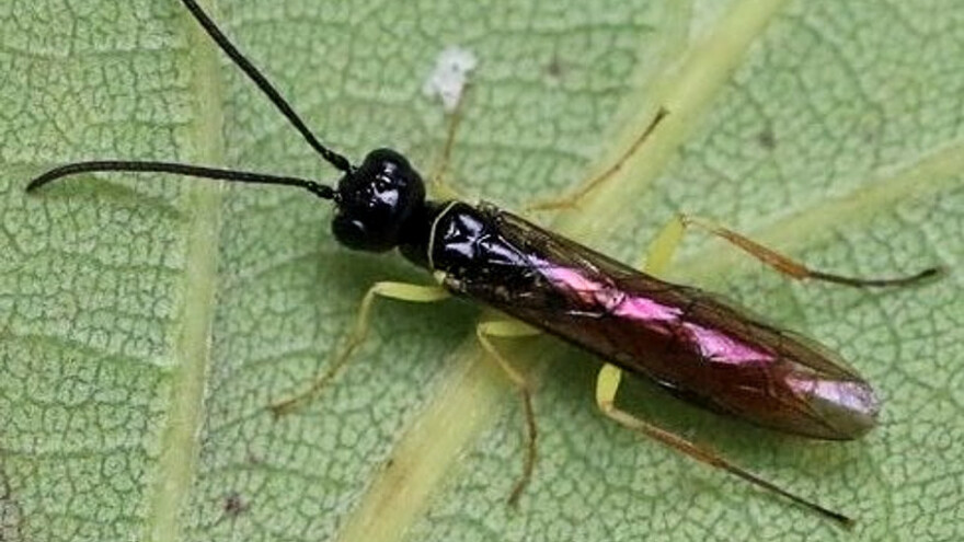 Kako prepoznati napad ose srčikarice u nasadima kruške?