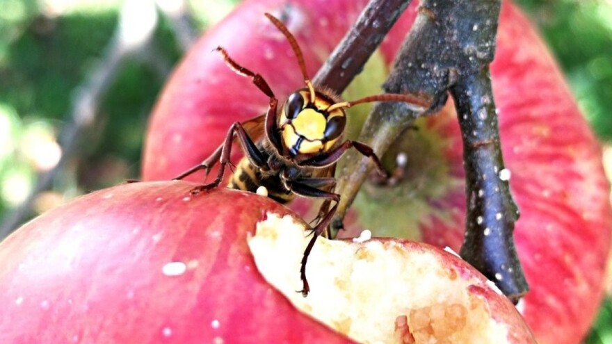 Opasnost u berbi voća: Šta kod uboda osa, pčela i stršljena te kako ih izbjeći?