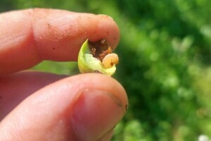 Napad na plodove: Ličinki jabučne osice pogoduje toplo vrijeme - pomaže neem ulje?