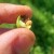 Napad na plodove: Ličinki jabučne osice pogoduje toplo vrijeme - pomaže neem ulje?