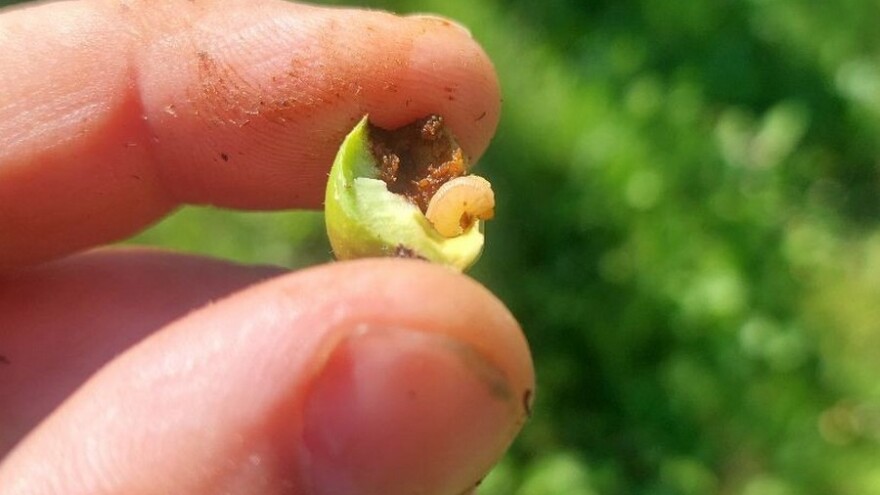 Napad na plodove: Ličinki jabučne osice pogoduje toplo vrijeme - pomaže neem ulje?