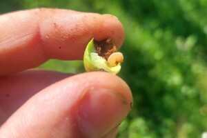 Napad na plodove: Larvi ose jabuka pogoduje toplo vrijeme - pomaže neem ulje?