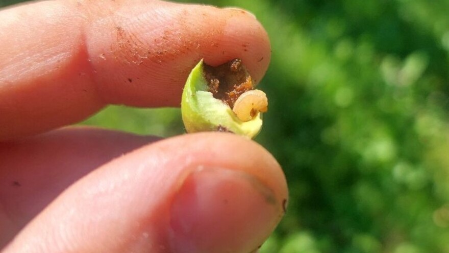 Napad na plodove: Larvi ose jabuka pogoduje toplo vrijeme - pomaže neem ulje?