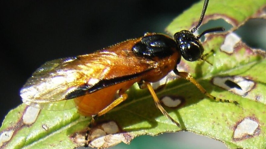 Uljanom repicom lete ose listarice