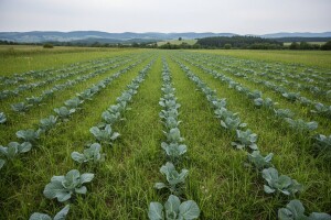 Osam hektara državnih livada dali u zakup proizvođaču povrća