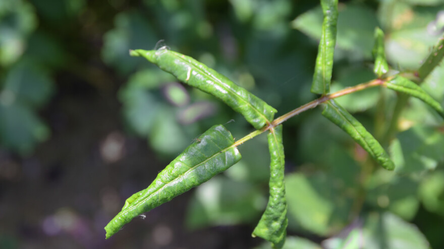 Ružina osa uvijalica narušava ljepotu kraljice cvijeća