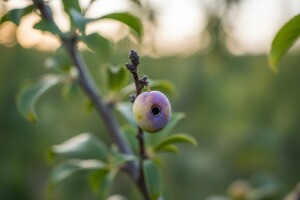 Osica poharala nezaštićene šljivike