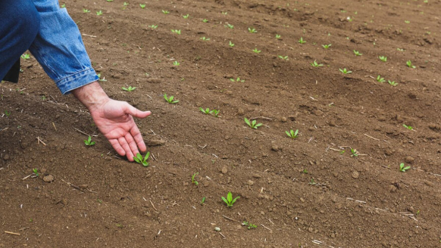 Dodjeljuju se prava na potporu za osiguranje usjeva