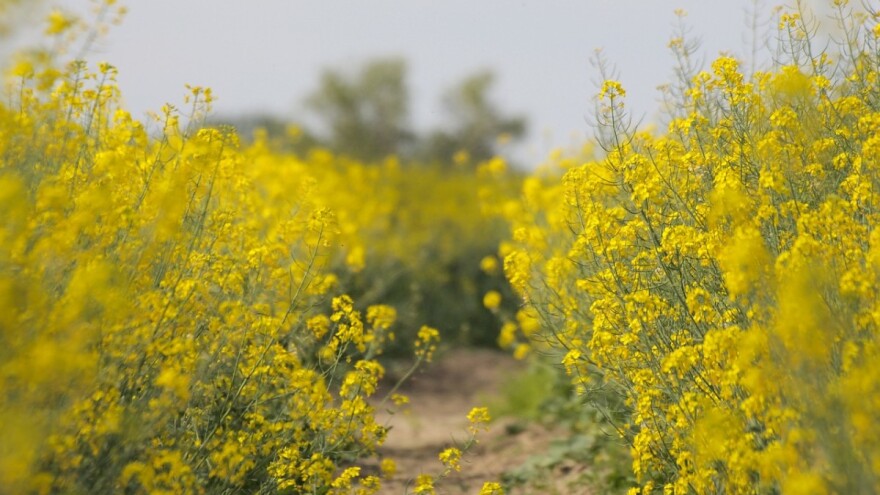 Planiraju 100.000 KM za subvencioniranje cijene osiguranja u poljoprivredi