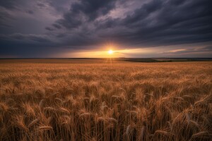 Osiguranje ratarskih usjeva