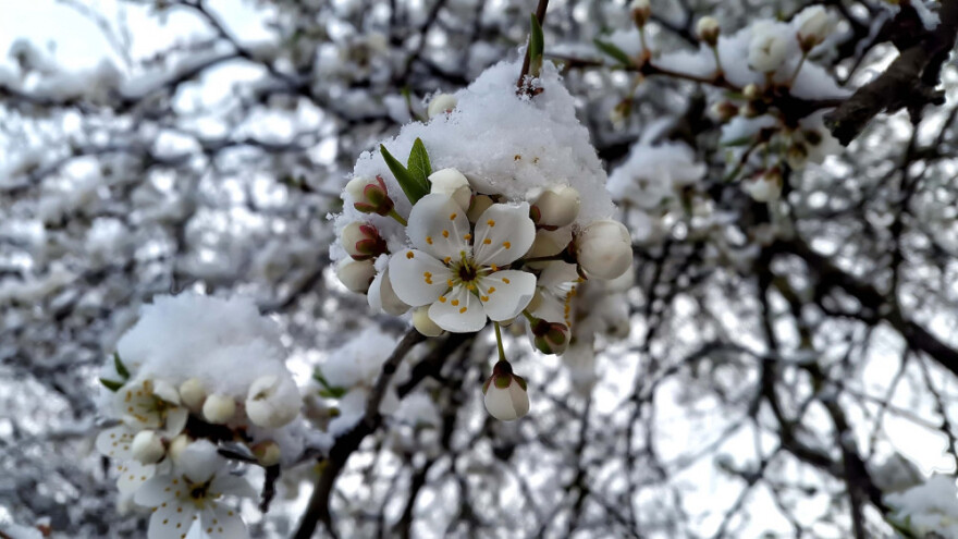 Elementarne nepogode i osiguranje u poljoprivredi