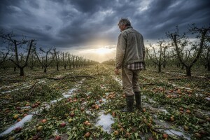Osigurano manje od pet posto zasijanih površina