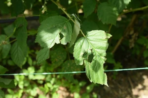 Kako štititi malinu od bolesti i štetočina i negovati posle berbe i grada?