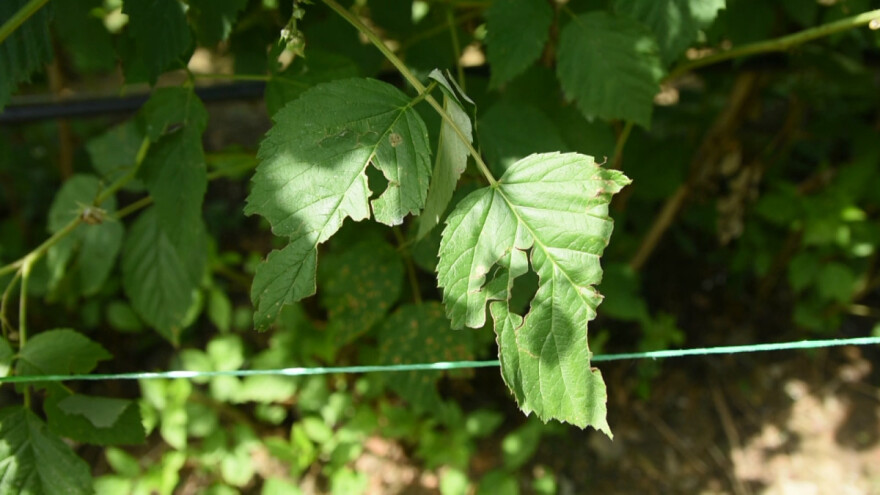 Kako štititi malinu od bolesti i štetočina i negovati posle berbe i grada?