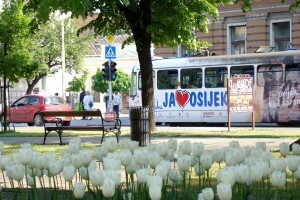 Drvećem i grmljem protiv globalnog zatopljenja - što više sadimo, klima će nam biti ugodnija