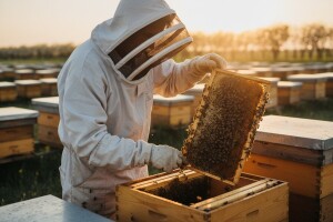 Osijek - kolijevka hrvatskog pčelarstva