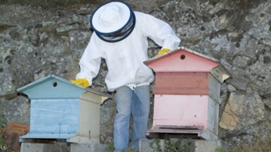 Osijek - kolijevka hrvatskog pčelarstva