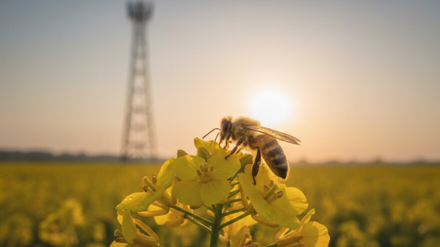 Osim pesticida pčelama prijete i telekomunikacijski uređaji