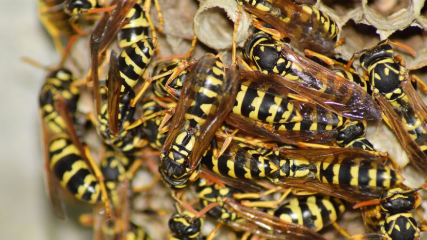 Roj osa usmrtio muškarca, pokušao ukloniti gnijezdo iz šupe
