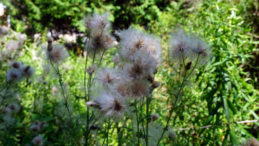Najbolji saveznik u borbi protiv korova