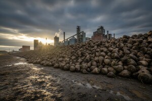 Osječka šećerana ove godine proizvela 73.000 tona šećera