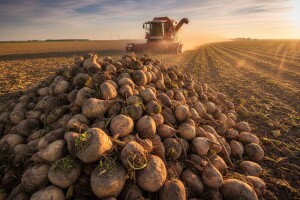 Osječka šećerana planira proizvesti 80 tisuća tona šećera