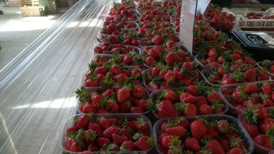 Jagode u travnju bile skuplje 50% u odnosu na isti mjesec prošle godine