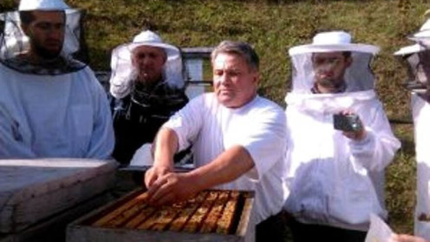 Što je rojenje pčela i kako ga prepoznati?