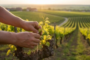 Osposobite se za poslove voćara i vinogradara