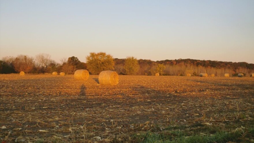 Mikrobiološka gnojiva kao zamjena za mineralna gnojiva i pesticide