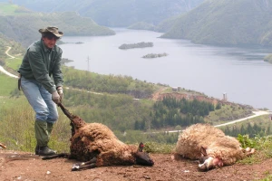 Nezakonito odlaganje životinjskih ostataka ugrožava ljude
