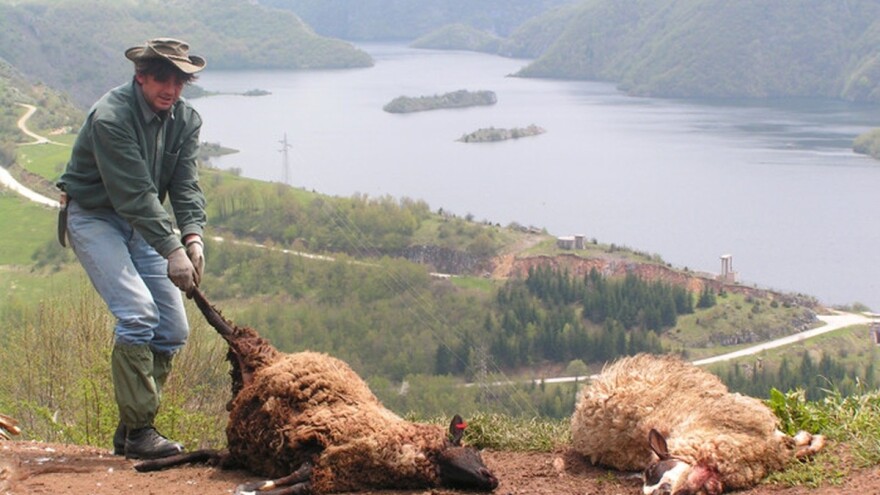 Nezakonito odlaganje životinjskih ostataka ugrožava ljude