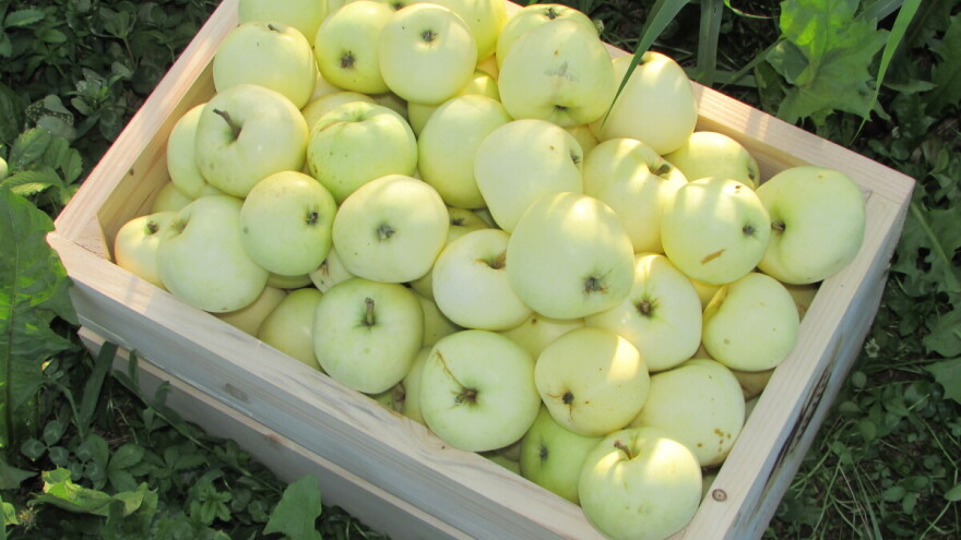 Imam 5 vagona jabuka - kako da se riješim te bijede i da nagulim odavde?