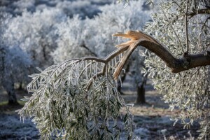 Oštećenim granama prijeti rak masline