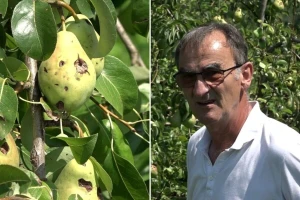 Zbog šteta od nevremena dobit voćara će izostati