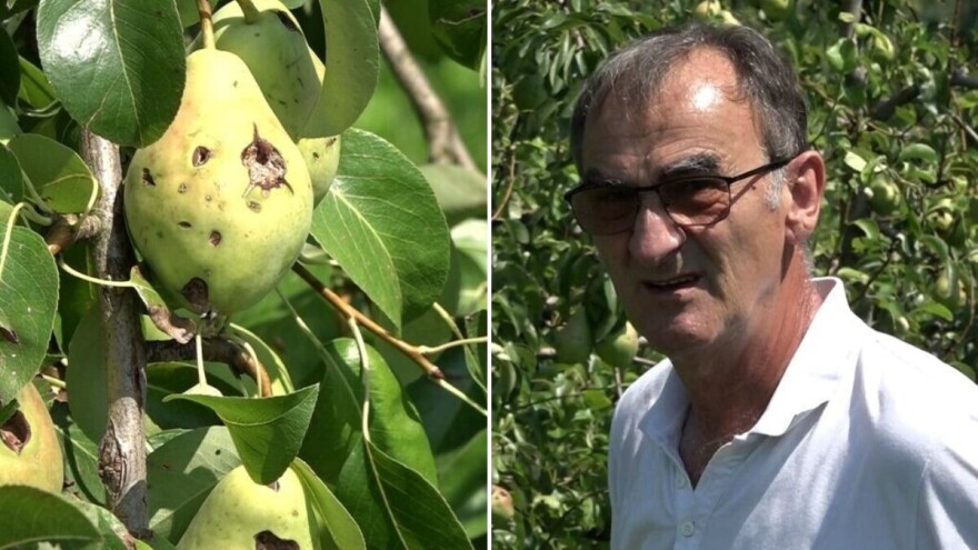 Zbog šteta od nevremena dobit voćara će izostati