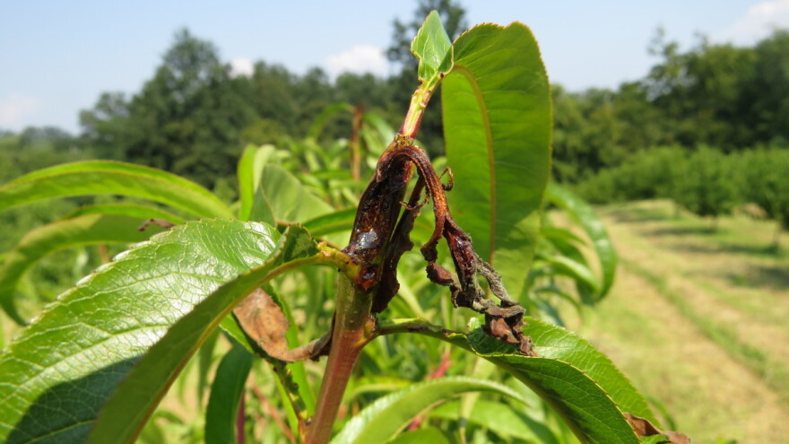 Kako zaštititi breskvu i nektarinu od smotavca i monilije?