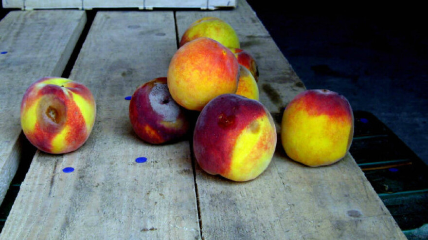 Džaba puška, kad nemaš čim da pucaš